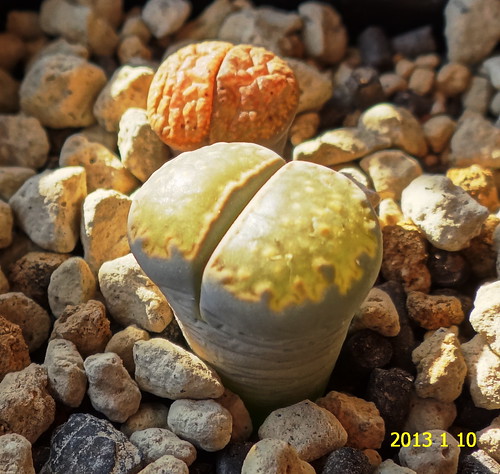 Lithops by masaco2012