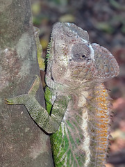 Reptiles & Amphibians of Madagascar