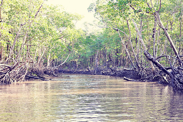 mangrove wide