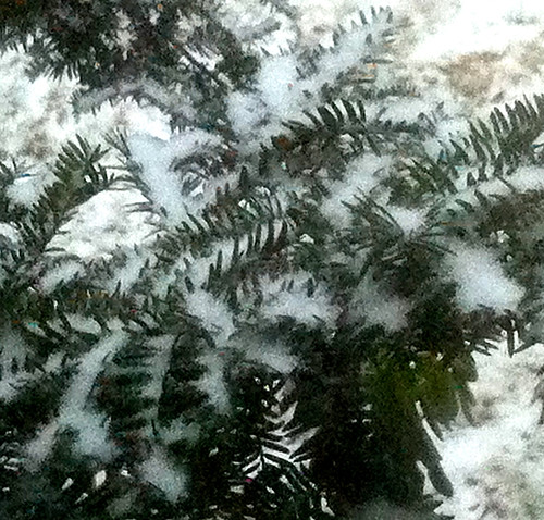 New Snow on Evergreen Branch by randubnick