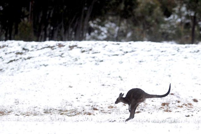Snowy Kangaroo