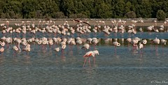 2012-01-12 - Flamingoes in Dubai
