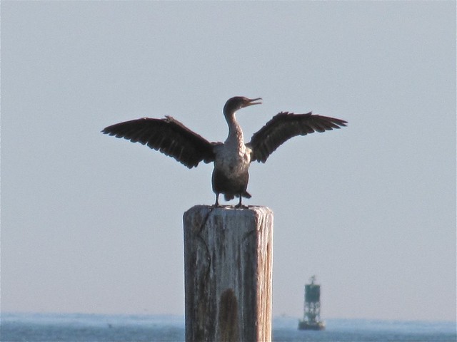 Double-crested Cormorant at the North Beach on Tybee Island 01
