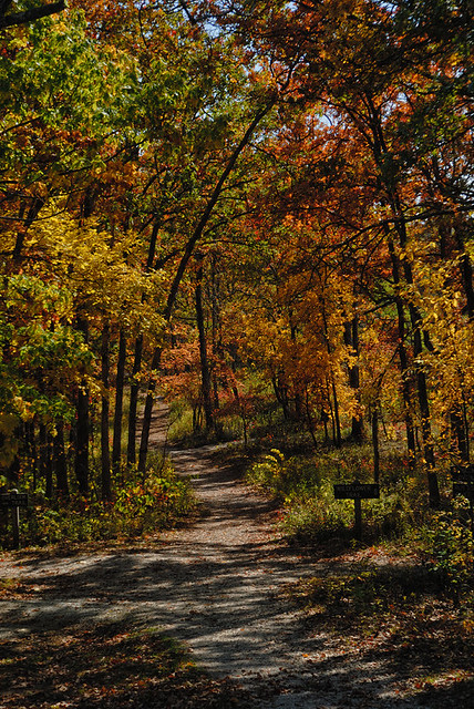 Shaw Nature Reserve (the Arboretum), in Gray Summit, Missouri, USA - forest path 2