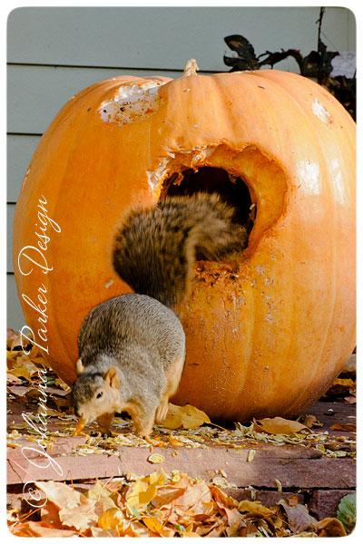 Squirrel-in-a-Pumpkin-4