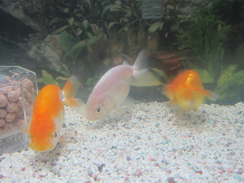 Goldfish Oct. 28, 2012 (2)