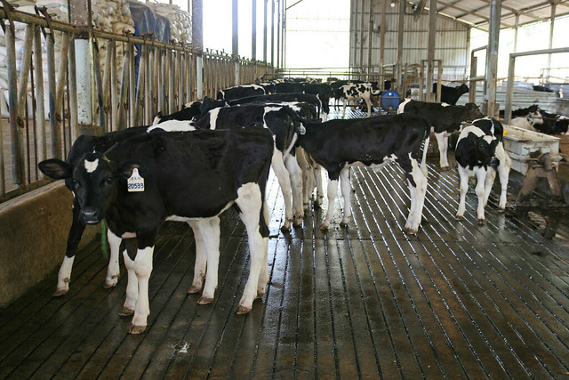 Friesian Holstein calves at the nursery