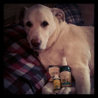 Zeus is looking forward to testing the TheraNeem products! #dogstagram