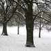 Snow-clad trees
