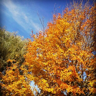 I #love #fall in #newengland  #deck #backyard #sky #foliage #tree #leaves #leaf #newhampshire #orange