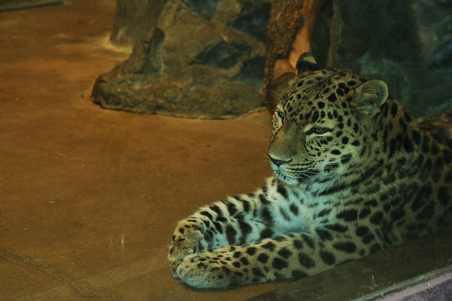 Leopard at Denver zoo