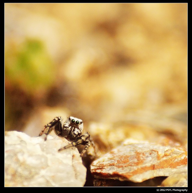 Unknown Jumping Spider (Family Salticidae) in Yukon