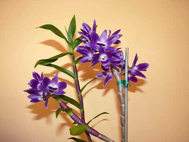 Dendrobium victoria-reginae species orchid 10-12