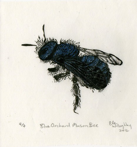 Blue Orchard Mason Bee