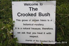 Crooked Bush