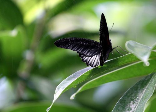 black-butterfly