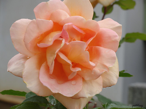 An orange pink rose and water drops.