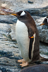 Penguin In Zoo 1