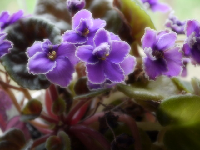 African Violet from a friend