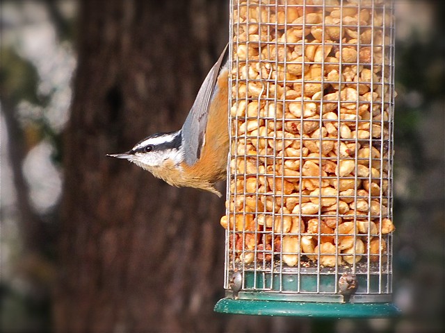 Red-breasted Nuthatch in Normal, IL 04