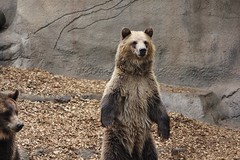 Polar and Grizzly Bears at Cleveland Zoo