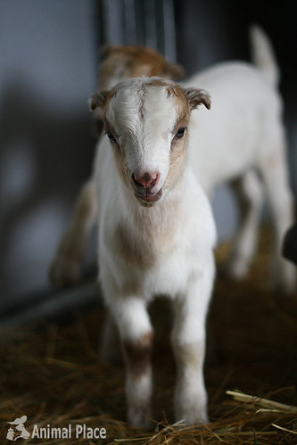 Rescued Goat Gives Birth