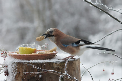 vogel_winter_eten_420
