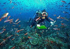 東太平洋珊瑚礁專家Peter Glynn，在魚群包圍下進行加拉巴哥群島珊瑚調查。（照片拍攝：Joshua Feingold；照片提供：蘇爾坦海洋生物基金會）