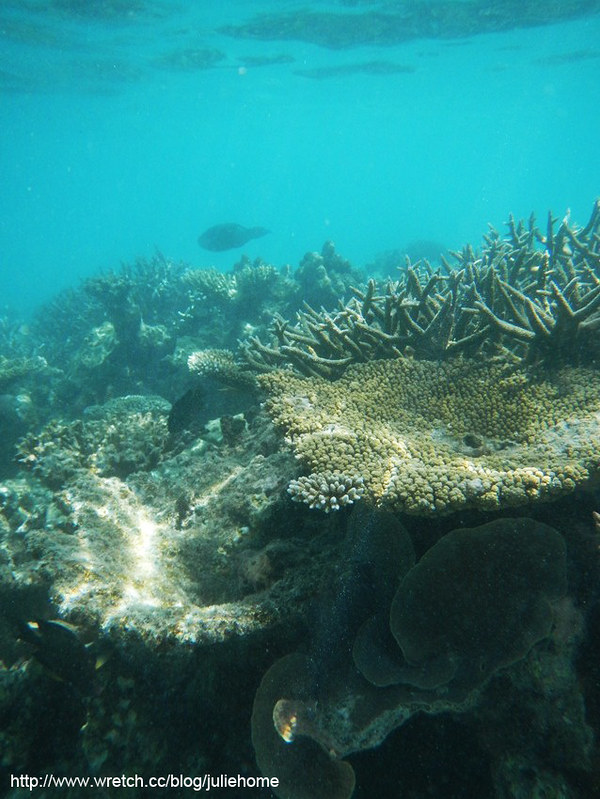 珊瑚森林 (46)