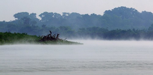Mist on the River