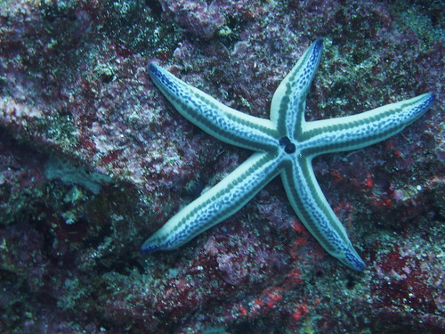 Starfish located in the Galapagos Islands