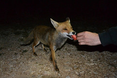 Foxes - Zorros