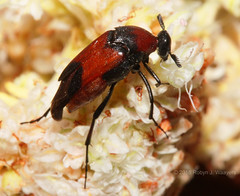 Beetles: Ripiphoridae