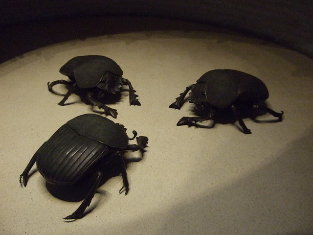 beetles1