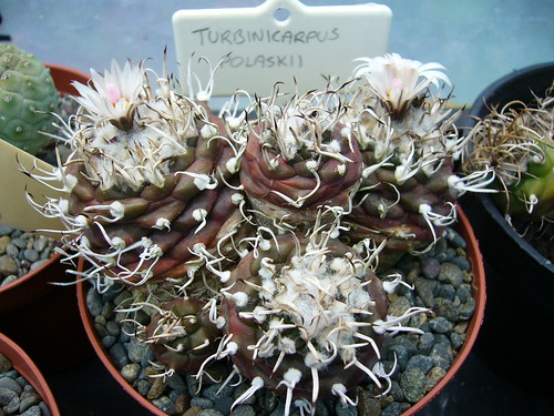 Turbinicarpus polaskii by Lithops guy