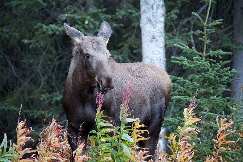 Alaskan Wildlife 19