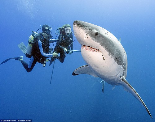 不危險：這個微笑刺客似乎有比在牠左邊的潛水員，更吸引牠注意的東西。
