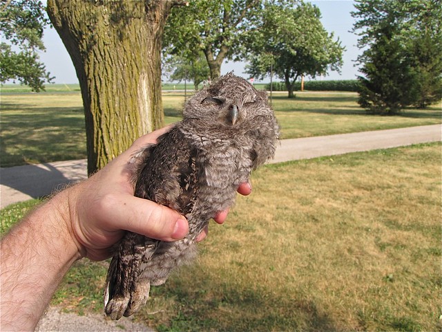 Dead Eastern Screech-owl in Livingston County, IL