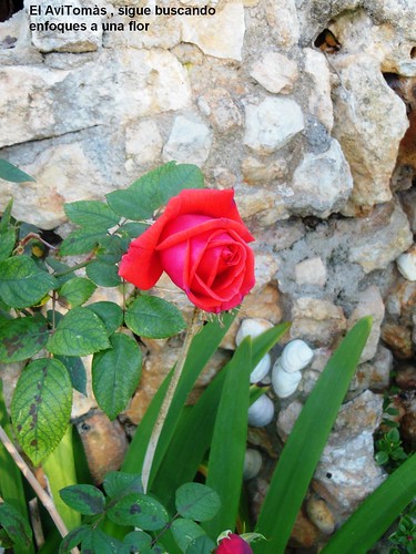 biscando enfoque a la  rosa roja 30noc12.`jpg by avitomas31