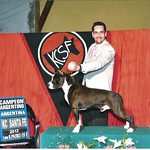 Donner New Argentinean Champion