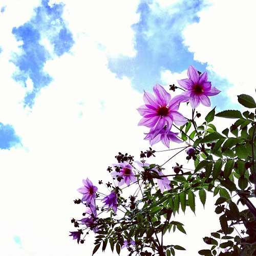 ＊ コウテイダリア ＊ お疲れダリア♪ 今日もありがと(〃ω〃) ＊ #kokohana #hana #flower #花 #floweroftheday #insta_pick_blossoms #ザ花部 #フォトサプリ #photooftheday #iphoneography #iphoneonly #instagramer #webstagram