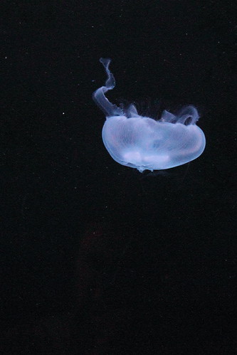 Jellyfish at Georgia Aquarium