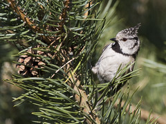 Toppmeis (Crested Tit)