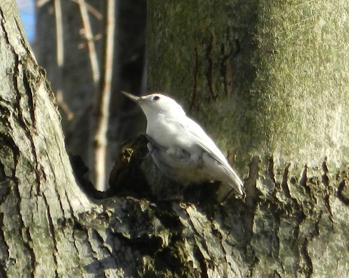 Leucistic White-breasted Nuthatch