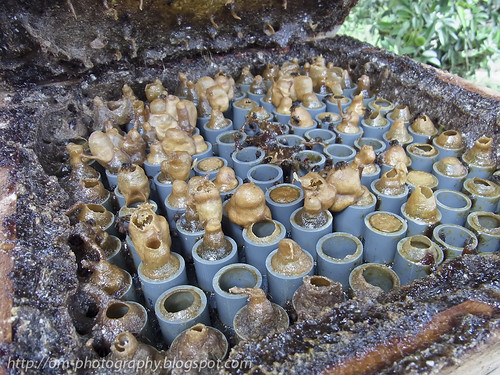 trigona bee farm in the durian orchard R0019844 copy