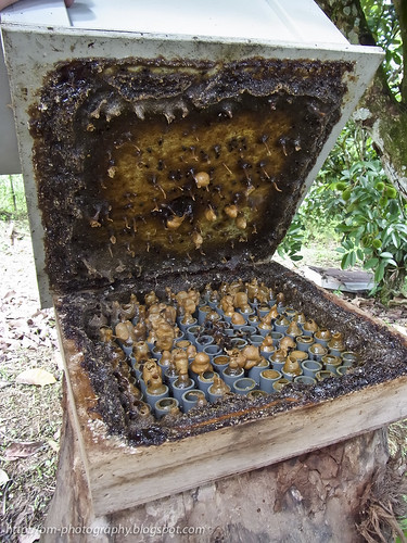bee farming Trigona bee R0019843 copy