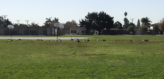 Geese at Rio Hondo Elementary