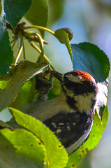 Inglewood Bird Sanctuary