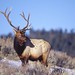 Bull Elk, Yellowstone National Park, Wyoming