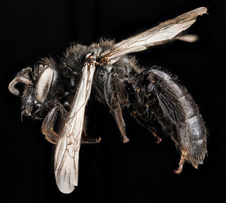 Andrena nigerrima, F, side, South Dakota, Pennington County_2012-12-13-14.31.30 ZS PMax